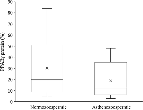 Figure 2. PPARγ protein expression in human spermatozoa based on flow cytometric analysis. Percentage of PPARγ protein-positive spermatozoa in normozoospermic (n = 39) and asthenozoospermic (n = 40) groups after flow cytometric analysis (mean±SEM). The proportion of sperm positive for PPARγ protein tended to be higher in normozoospermic than in asthenozoospermic men (P = 0.066).