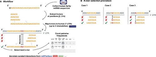 Figure 4B. Rules for selecting the best k-mer for each possible binding site between a miRNA and a target sequence based on k-mer alignments are depicted. In case 1 the longest k-mer, in this case a 7-mer, forms the best match since no mismatches occurred and no better, i.e. longer, alignment was found. For case 2 the shown 7-mer is still the best k-mer match since a mismatch (shown in red) occurred inside the 7-mer but not at the leftmost end. In case 3 the 6-mer is selected as best matching as the 7-mer has a non-valid mismatch according to the table of allowed mismatches and the mismatch occurred at the leftmost position of the 7-mer. All other occurring alignment cases can be lead back to any of the three cases and treated analogously.