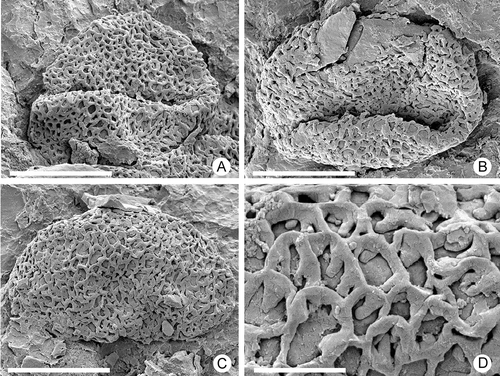 Figure 6. Zlatkocarpus pragensis (J. Kvaček & Eklund) comb. nov. A–D. Retimonocolpites pollen, details of F 3155 (Figure 4B): A. Pollen with colpus, adhering on empty secondary axis; B. Pollen with colpus, adhering on empty secondary axis; C. Pollen with nearly homogenous reticulum, adhering on empty secondary axis; D. Detail of exine with columellae and smooth muri. Scale bars – 6 μm (A–C); 1.2 μm (D).