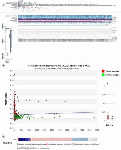 Figure 6. Impact of epigenetic and genetic alterations on SLC2A4-mRNA expression in breast cancer
