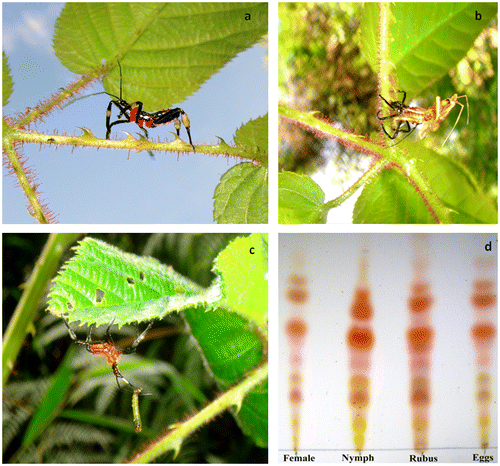 Figure 2. Heniartes stali-Rubus cf. adenotrichos interaction in the study area. (a) A late instar nymph walking on a petiole (note the dense cover of the long stalked glandular trichomes); (b) Molting nymph; (c) Early instar nymph feeding on a caterpillar; and (d) TLC plate of the sticky fluid extracts obtained from different samples.