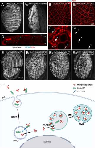 Figure 7. AFSM accumulation and genetic interaction between DNAJC5 and SLC3A2 in a fly ANCL model. (A and Ai) The expression of human DNAJC5L116Δ but not DNAJC5 WT in fly photoreceptor cells causes a severe rough eye phenotype. (B-D) AFSM accumulation in photoreceptor cells in larvae expressing human DNAJC5L116Δ. (B-Bi) Imaginal eye discs from GMR>HsDNAJC5 WT or GMR>HsDNAJC5L116Δ were stained with phalloidin to label cortex actin (red) and imaged at Ex405 to detect AFSM. (C-Ci) An enlarged view of a cluster of photoreceptor cells bearing AFSMs (arrows) in the cytoplasm. (D) A 3D side view of AFSM in a DNAJC5L116Δ-expressing eye disc. (A) apical; (B) Basal. (E-Eiii) dSlc3a2 knockdown enhances the rough eye phenotype associated with HsDNAJC5 WT expression at 28°C. (F) The DNAJC5-mediated protein triaging pathways, and the deregulation of these processes in cells expressing ANCL-associated DNAJC5 mutants. The illustration was created by Biorender. PM, plasma membrane; PNC, perinuclear compartments; eMI, endosomal microautophagy; MVB, multivesicular bodies.