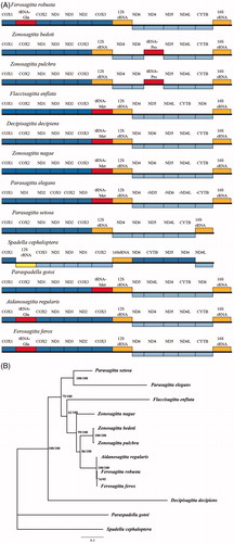 Figure 1. (A) Gene arrangements of mitochondrial genomes in 12 Chaetognatha species. Only coding regions are annotated. Genes shown above the bold line in each species are transcribed left to right and those below are transcribed from right to left. Genes below the bold line are reversely transcribed. Dark and light blue indicate fragments of protein genes, yellow and red indicate tRNA and rRNA, respectively. Accession number are listed as below: Parasagitta setosa (KP899760), Parasagitta elegans Parasagitta elegans (KP899784), Flacclsagitta enflata (NC_013814), Zonosagitta nagae (NC_013810), Zonosagitta bedoti (MK343722), Zonosagitta pulchra (MK343723), Aidanosagitta regularis (MK343721), Ferosagitta robusta (MK343720), and Ferosagitta ferox (KT818830.1). (B) Preferred Maximum likelihood tree based on the mitochondrial genomes of 12 Chaetognaths species.