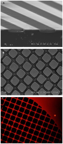 Figure 1 Perspective scanning-electron microscopy images from a cross-section performed in micropatterns showing (A) alternating Si and nanostructured porous silicon stripes, (B) and Si/nanostructured porous silicon square grids. (C) Characteristic fluorescence from nanostructured porous silicon areas from a top view of a 2-D square pattern.