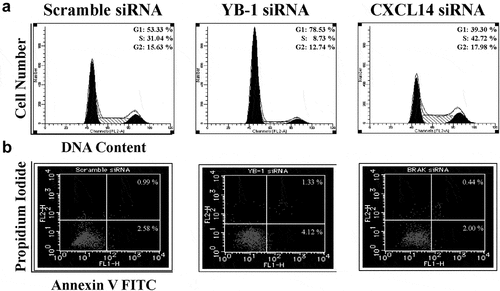 Figure 5. Effects of YB-1 and CXCL14 silencing on cell cycle and apoptosis. (a) LNCAP cells were cultured for 48 h with scrambled siRNA and YB-1 or CXCL14 siRNA, stained with propidium iodide and analyzed for cell cycle by flow cytometry. (b) Cells transfected as in (a) were harvested after 48 h and analyzed for apoptosis by flow cytometry. Percentages correspond to the proportion of cells positive for each profile