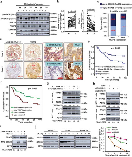 Figure 7. GSK3B activity correlates with TRAF6 expression in human CRC and is indicative of patient survival. (a) Western blot of the indicated protein in human CRC tissue. 6 randomly selected pairs of CRC tumors (T) and matched surrounding tissues (S) are presented. (b) Comparison of p-GSK3B (Tyr216) and TRAF6 expression in CRC tissues and paired adjacent normal tissues (n = 37). Statistical significance was determined using Student’s t tests. (c,d) IHC staining of p-GSK3B (Tyr216) and TRAF6 in 90 cases of human CRC tissues. Representative images of IHC staining (c) and Spearman correlation analysis (d) were shown. (e,f) Kaplan–Meier plot of overall survival of CRC patients with low (n = 37) and high (n = 53) p-GSK3B (Tyr216) expression (e) or low (n = 45) and high (n = 45) TRAF6 expression (f). (g) Immunoblot analysis of lysates of DLD-1 or RKO cells transfected with wild-type GSK3B or its kinase activation mutant (GSK3BS9A). (h) Immunoblot of TRAF6 levels in HCT116 and SW480 cells that transiently express control or GSK3B-specific siRNA. (i) Western blot analysis of endogenous TRAF6 in GSK3B overexpressed RKO cells treated with or without MG132 (20 μM). (j) The effect of overexpressing or silencing GSK3B on the half-life of TRAF6 was analyzed in HCT116 cells treated with cyclohexamide (CHX). The protein half-life curves are obtained by quantifying 3 independent experiments with western blot analysis.