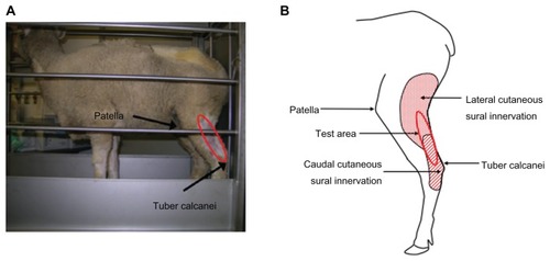 Figure 1 Behavioral test area in sheep. (A) Sheep in a stanchion. The sheep was able to move forward and backward within the limited space of the stanchion. The testing area (circled in red) is located below the patella and above the tuber calcanei. (B) Cutaneous innervation of the test area.