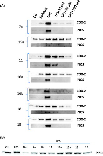 Figure 2. Amide-linked bipyrazoles blocked LPS-induced COX-2 and iNOS protein expression in rat monocytes. In (A), PMBCs were incubated with vehicle alone, or with solvent alone, or with LPS (100 ng/mL) alone, or with 25 µm, 50 µm or 100 µm of each of the test compounds respectively for 30 min prior to stimulation with LPS (100 ng/mL) for 6 h as indicated. Cell lysates were resolved by SDS-PAGE and immunoblotted with anti-COX-2 and anti-iNOS antibodies. In (B), PBMCs were incubated with vehicle alone, or LPS (100 ng/mL) alone, or LPS (100 ng/mL) + dexamethasone (40 μM), or LPS (100 ng/mL) + 7a (50 μM), or LPS (100 ng/mL) + 16b (50 μM), or LPS (100 ng/mL) +11(50 μM), or LPS (100 ng/mL) + 16a (50 μM), or LPS (100 ng/mL) + 15a (50 μM), or LPS (100 ng/mL) + 19 (50 μM), or LPS (100 ng/mL) + 18 (50 μM). Expression levels were normalized to total amount of protein loaded onto the gel and assessed by densitometric analysis (n = 3). *p < 0.05 versus vehicle control.