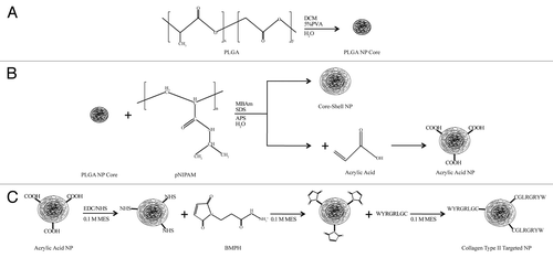 Figure 1. Schematic of the fabrication of PLGA core + pNIPAM shell nanoparticles (A and B) and the subsequent chemistry (C) used to append the collagen type II binding peptide targeting ligand.