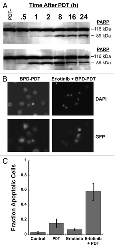 Figure 5. Inhibiting EGFR promotes increased apoptosis following BPD-mediated PDT. (A) OVCAR-5 cells were treated as in Figure 2C and western blotting was performed for PARP cleavage. Results are representative of experiments performed in triplicate. (B) H460 cells expressing GFP were treated as in Figure 3A and B and counterstained with DAPI. GFP fluorescence was used to identify the cytoplasm of cells and DAPI was used to identify cells with apoptotic bodies in the nucleus. Results are representative of experiments performed in triplicate. (C) Enumeration of results in (B), minimum 10 high power fields counted from 3 separate experiments.
