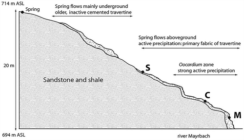 Fig. 1. Altitude profile of study site with locations of sampling sites S, C, and M. The spring of the Oocardium headwater is 714 m above sea level. After a few m aboveground, the headwater flows mostly underground. Inactive and cemented travertine indicates the former spring course. At an altitude of 703 m above sea level, the rivulet again flows aboveground and active precipitation starts. The Oocardium zone starts 65 m downstream of the spring and ends after 84 m.