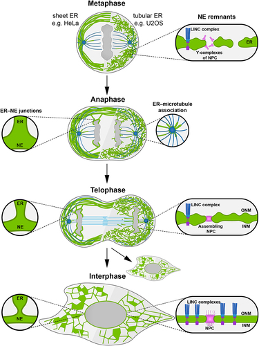 Figure 1. Dynamic remodeling of the endoplasmic reticulum (ER) and nuclear envelope (NE) from metaphase to interphase.