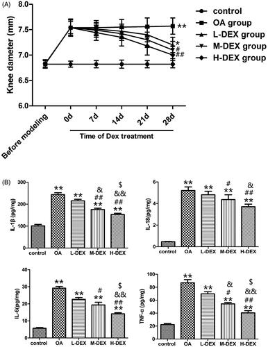 Figure 5. Effect of Dex on inflammatory response in OA rats. (A) Joint diameters of OA rats were measured on days 0, 7, 14, 21, and 28 during intra-articular injection of Dex. (B) The content of IL-1β, IL-18, IL-6 and TNF-α in cartilage tissues was detected by ELISA after Dex treatment. Values are means ± SD. N = 10. **p < 0.01 vs. control group; #p < 0.05, ##p < 0.01 vs. OA group; &p < 0.05, &&p < 0.01 vs. L-DEX group; $p < 0.05 vs. M-DEX group.