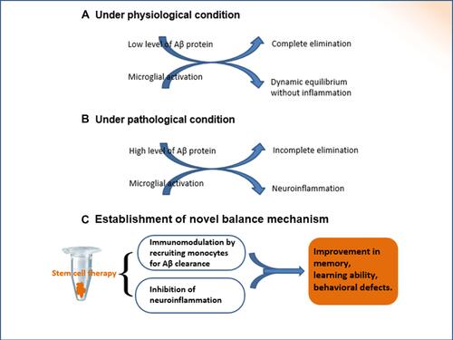 Figure 4 The establishment of new balance mechanism. Under physiological conditions, there is a dynamic equilibrium between the production and elimination of Aβ peptides. If the intrinsic homeostasis is altered, the excessive accumulation of extracellular Aβ proteins results in pathological changes, as shown in the pathogenesis of Alzheimer’s disease. Autocrine and paracrine cytokines are secreted subsequent to the transplantation of BMMSCs, which regulate inflammatory/immune processes. The transplantation of stem cells is key regulator for the establishment of new balance mechanism.