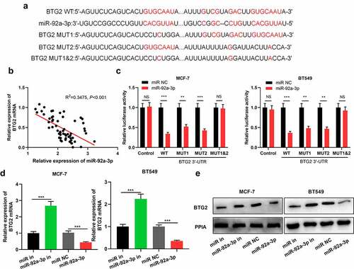 Figure 3. BTG2 is a miR-92a-3p target (a) The binding sequence of miR-92a-3p with BTG2 was predicted through Bioinformatics analysis. (b) Pearson correlation analysis was conducted to analyze the correlation between miR-92a-3p expression and BTG2 mRNA expression in 60 BC tissues. (c) Dual-luciferase reporter gene assay was utilized for detecting the luciferase activity of BTG2 3ʹUTR WT or MUT after miR-92a-3p was overexpressed. D and E. Western blot and qRT-PCR were carried out to examine BTG2 mRNA and protein expressions in BT549 and MCF-7 cells with transfection of 50 nM miR-92a-3p mimics (or 50 nM miR NC) and 50 nM miR-92a-3p inhibitors (or 50 nM miR in)