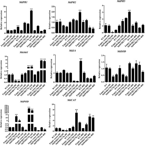 Figure 7. Expression profiles of disease-resistance-responsive genes in wild type (WT), empty vector, MdWRKY75d, and MdWRKY75e apple leaves 0, 24, and 48 h after A. alternata infection treatment.