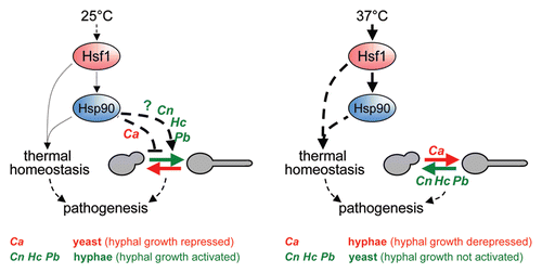 Figure 1 Speculative model linking the regulation of Hsp90 by Hsf1 to morphogenesis in fungal pathogens. Hsf1 activates Hsp90 in response to temperature upshifts and promotes thermal homeostasis in C. albicans via Hsp90 and other factors.Citation19 Hsp90 negatively regulates hyphal development in C. albicans (Ca).Citation24 Temperature upshifts also induce HSP90 expression in C. neoformans (Cn), H. capsulatum (Hc) and P. brasiliensis (Pb)Citation31–Citation33 and promote yeast growth rather than hyphal development in these fungi. This raises the possibility that Hsp90 might also regulate morphogenesis in these pathogenic fungi (see text). According to this model, at 25°C free Hsp90 would inhibit hyphal development in C. albicans (such that it grows in the yeast form), but promote hyphal growth in the other pathogens. Following a temperature shift to 37°C, Hsp90 would become sequestered for protein folding thereby mediating thermal adaptation. This sequestration would lead to the dissociation of Hsp90 from its as yet unidentified client on the Ras-PKA pathway, thereby derepressing hyphal development in C. albicans. In contrast, in the other pathogens this would remove hyphal activation leading to their growth in the yeast form. It should be noted that while the yeast forms of C. neoformans, H. capsulatum and P. brasiliensis are pathogenic, both the yeast and hyphal forms of C. albicans contribute to pathogenesis.Citation34
