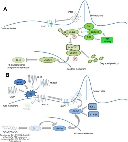 Figure 1 Canonical Hedgehog (Hh) signaling.