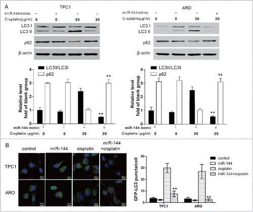 Figure 3. MiR-144 inhibited autophagy activation induced by cisplatin. A. The ratio of LC3 II/LC3 I in ARO and TPC1 cells transfected with miR-144 mimics after cisplatin treatment significantly decreased whereas the level of p62 significantly increased unveiled by western blot.**P < 0.01, compared with the cisplatin group. B. GFP-LC3 puncta in ARO and TPC1 cells transfected with miR-144 mimics after cisplatin treatment significantly decreased. **P < 0.01, compared with the cisplatin group.
