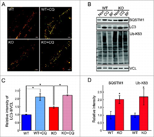 Figure 9. Evaluation of autophagy in WT and KO myotubes. (A) Confocal images of WT and KO cells infected with virus containing LC3B (autophagosomal marker) linked to acid-sensitive GFP and acid-insensitive RFP tags. Both WT and KO cells show predominantly red fluorescence indicating that most autophagosomes reached lysosomes. Addition of chloroquine, a reagent that blocks autophagosomal-lysosomal fusion, leads to the extralysosomal location of autophagosomes (yellow) in both WT and KO cells. (B) Western blot of total lysates from WT and KO myotubes shows an increase in LC3-II levels in the KO (untreated [Non]; graph in C) and a diminished response to chloroquine (CQ) and bafilomycin A1 (BF) treatment in the KO cells (C; shown for chloroquine). The levels of SQSTM1 and Ub-proteins are increased in KO myotubes (B and D). Asterisks indicate P < 0.05. Note, that an autophagic defect was not detected in early passages of the KO cells.Citation27 This discrepancy is not surprising; the variations in cell morphology and functions in older cultures of muscle cells have been observed by others.Citation95,96