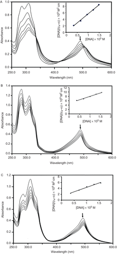 Figure 1.  Electronic absorption spectra of (A) [RuII(4-bptpy)(dmphen)Cl]ClO4, (B) [RuII(4-fptpy)(dmphen)Cl]ClO4 and (C) [RuII(4-mptpy)(dmphen)Cl]ClO4 with increasing amount of DNA in phosphate buffer (Na2HPO4/NaH2PO4, pH 7.2). [Complex] = 20 µM, [DNA] = 0–16.6 µM with incubation period of 15 min at 37°C. Plots of [DNA]/(ϵa− ϵf) versus [DNA] for the titration of DNA with RuII complexes.