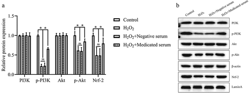 Figure 4. The medicated serum of Xinshuaining preparation modulated the PI3K/Akt/Nrf-2 signaling pathway. H9c2 cells were treated with 75 μM H2O2 and 10% medicated serum. (A) The protein level of PI3K, p-PI3K, Akt, p-Akt, and Nrf-2 was evaluated using western blot. (B) The relative intensity of the proteins is shown as a bar graph. The data were expressed after being normalized to β-actin or LaminA. The means ± SD of three independent samples are shown. *p < .05.