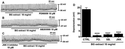 Figure 4. Effects of MAPK inhibitors on BG extract-induced ICC pacemaker potential depolarization. After pre-treatment with (A) PD98059, (B) SB203580, and (C) JNK II inhibitors, BG extract did not depolarize. (D) Responses to BG extract are summarized. Mean ± SEs. **P < 0.01. BG: Black garlic. CTRL: Control. PD: PD98059. SB: SB203580. JNK: JNK II inhibitor.