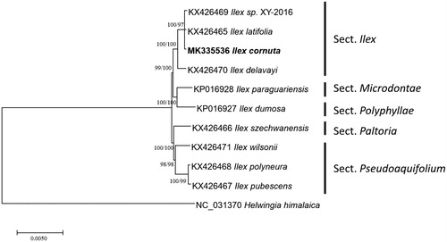 Figure 1. Neighbor joining (bootstrap repeat is 10,000) and maximum likelihood (bootstrap repeat is 1,000) phylogenetic trees of ten Ilex and one Helwingia chloroplast genomes from Aquifoliaceae: Ilex cornuta (MK335536 in this study), Ilex latifolia (KX426465), Ilex sp. XY-2016 (KX426469), Ilex delavayi (KX426470), Ilex paraguaiensis (KP016928), Ilex dumorsa (KP016927), Ilex szechwanensis (KX426466), Ilex wilsonii (KX426471), Ilex polyneura (KX426468), Ilex pubescens (KX426467), and Helwingia himalaica (NC_031370). Section names were displayed in the right side of phylogenetic tree (Gottlieb et al. Citation2005; Wu et al. Citation2008; Jiang et al. Citation2017). Phylogenetic tree was drawn based on neighbor joining tree. The numbers above branches indicate bootstrap support values of maximum likelihood and neighbor joining phylogenetic trees, respectively.