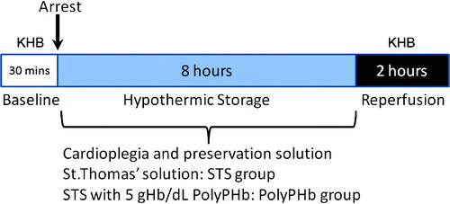 Figure 1.  The schematics of the experimental protocol. After 30 minutes of baseline, hearts were arrested with and stored in STS without (STS group) and with 5 gHb/dL PolyPHb (PolyPHB group) at 4°C for 8 hours, then reperfused with KHB for 2 hours. STS: St. Thomas’ solution, KHB: Krebs-Henseleit buffer.