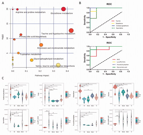 Figure 4. Analysis of related metabolic pathways and crucial biomarkers. (A) Metabolism pathway analysis of serum samples with MetPA, as analyzed by MetaboAnalyst (http://www.metaboanalyst.ca/MetaboAnalyst/). The size and colour of each circle were based on the pathway impact value and p-value, respectively. (B) ROC curves of the diagnosis of RF based on the selected crucial biomarkers. AUC, area under the curve. (C) Change trends of eight key biomarker relative intensities in different groups for pulmonary fibrosis. *p < 0.05, **p < 0.01.