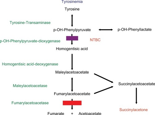 Figure 1 Degradative pathway of tyrosine. HT-1 is due to fumarylacetoacetase deficiency. NTBC (nitisinone) leads to proximal inhibition in the tyrosine pathway with reduction of toxic metabolites (surrogate parameter succinylacetone).