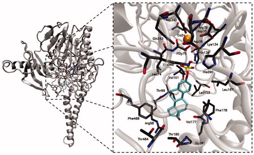 Figure 2. The structure of STS with its natural substrate (E1S) bound to the active site.