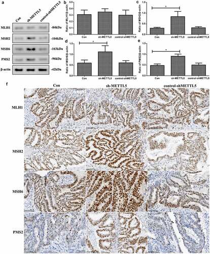 Figure 6. Knocking down METTL5 increased the markers’ MMR level in vivo. (a) MLH1, MSH2, MSH6, and PMS2 expression in vivo. (b-e) MLH1, MSH2, MSH6, and PMS2 expression quantification. (f) IHC assay of MLH1, MSH2, MSH6, and PMS2 expression. (sh-METTL5 vs. other groups, *P < 0.05, n = 6 per group).