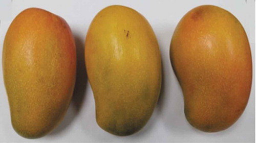 Figure 1. Tree ripened mangoes.