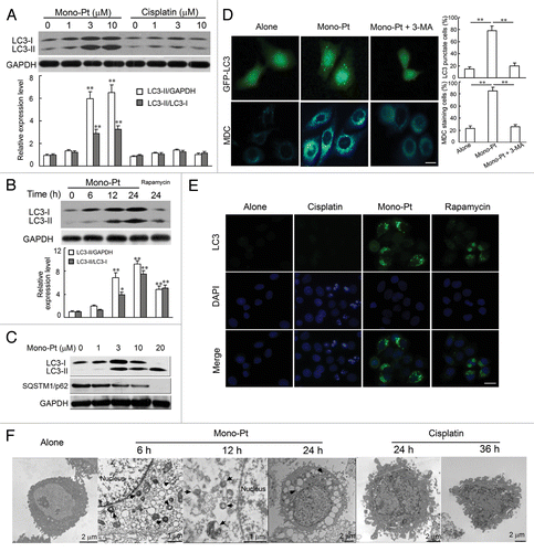 Figure 4. Mono-Pt induces evident autophagy in human ovarian carcinoma Caov-3 cells. (A–C) Protein expression of LC3 and SQSTM1 in Caov-3 cells. (A) Caov-3 cells were cultured with indicated concentrations of Mono-Pt or cisplatin for 24 h. (B) Caov-3 cells were cultured with 10 μM Mono-Pt for 6 h, 12 h, 24 h or 1 μM rapamycin for 24 h. (C) Caov-3 cells were cultured with indicated concentrations of Mono-Pt for 24 h. Then cells were subjected to immunoblotting. Rapamycin treatment induced autophagy, and was taken as the positive control. Data represent mean ± SEM of three different experiments. **p < 0.01, as compared with untreated group. (D) Caov-3 cells transfected with GFP-LC3 cDNA were treated with 10 μM Mono-Pt in the presence or absence of 2 mM 3-methyladenine (3-MA) for 24 h. The formation of vacuoles containing GFP-LC3 (dots) was examined by fluorescence microscopy. In another set of experiments, Caov-3 cells were treated with 10 μM Mono-Pt in the presence or absence of 2 mM 3-MA for 24 h, and then incubated with 0.05 mM monodansylcadaverine (MDC) for 10 min. Cells were then analyzed by fluorescence microscopy. Scale bar: 5 μm. Data represent mean ± SEM of three different experiments. **p < 0.01. (E) Immunofluorescence imaging of LC3 in Caov-3 cells. Cells treated with 50 μM cisplatin, 10 μM Mono-Pt or 2 μM rapamycin for 24 h were shown in the figure with DAPI indicating the nuclear area and an Alexa Fluor 488 fluorescent secondary antibody that binds to LC3 primary antibody to indicate LC3 puncta. Scale bar: 10 μm. The results shown are representative of three experiments. (F) The transmission electron microscopy imaging of cells showing numerous double-membraned cytoplasmic vacuolation (arrows) in 10 μM Mono-Pt-treated cells as well as condensed and fragmented nuclei in 50 μM cisplatin-treated cells. The results shown are representative of three different experiments.