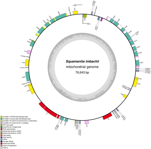 Figure 2. Circular map of the mitochondrial genomes of S. imbachii. Genes are represented by different colored blocks. Colored blocks outside each ring indicate that the genes are on the direct strand, while colored blocks within the ring indicate that the genes are located on the reverse strand. The inner grayscale bar graph shows the GC content of the mitochondrial sequences. The circle inside the GC content graph marks the 50% threshold. Label intron-containing genes with *.