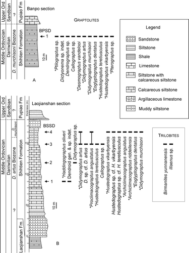 Fig. 3. Lithological logs of the Banpo (A) and Laojianshan (B) sections, west Yunnan, showing the distribution of Darriwilian graptolites in the sampled horizons. The asterisks (∗) indicate the species described in the present paper.