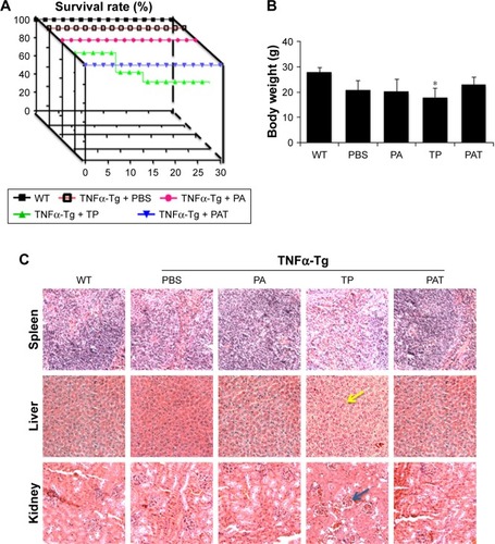 Figure 4 PAT protects mice from the toxicity of TP. (A) The survival rate of different groups show PAT increased the survival rate of TNFα-Tg mice, compared with TP treatment. (B) The body weight of different groups at the last day of treatment shows PAT significantly prevented the body weight loss of TNFα-Tg mice, compared with TP treatment. Values are the mean ± SD of 7–10 mice per group. (C) HE staining sections (magnification ×200) of the liver, spleen and kidney show PAT protected those organs from injury caused by TP. The yellow arrow indicates the hepatic nucleus, and the blue arrow indicates the renal glomerulus. *P<0.05, vs TP group.Abbreviations: WT, wild type; TNFα-Tg, tumor necrosis factor α transgenic; PBS, phosphate buffer saline; PA, poly-γ-glutamic acid-grafted di-tert-butyl L-aspartate hydrochloride; TP, triptolide; PAT, TP-loaded poly-γ-glutamic acid-grafted di-tert-butyl L-aspartate hydrochloride; HE, hematoxylin–eosin.
