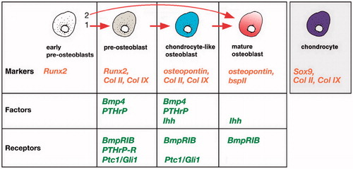 Figure 7. Regulation of osteoblastic differentiation in cranial dermal bone. Chondrocyte-like osteoblast (CLO) cells expressing a unique combination of collagen 2,9 (but not Sox9 or aggrecan) as well as Indian hedgehog (Ihh), Ptc1, Gli1, Bone morphogenic protein4 (Bmp4) and parathyroid hormone-related protein (PTHrP). As these cells develop into mature osteoblasts, they downregulate collagen 2, 9 expression.