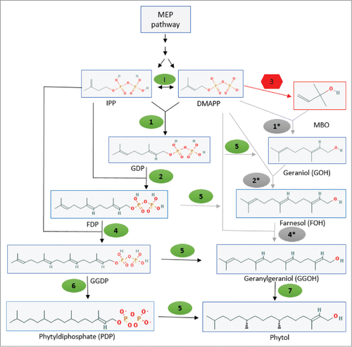 Figure 6. A plausible biosynthetic pathway leading to formation of phytol in N. punctiforme. In the above diagram enzymes I, 1, 2, 4, 5, 6 and 7 shown in green are potential native enzymes: IPP isomerase (enzyme I) geranyl diphosphate (GDP) synthase (enzyme 1); farnesyl diphosphate (FDP) synthase (enzyme 2); geranylgeranyl diphosphate (GGDP) synthase (enzyme 4); pyrophosphatases (enzyme 5); geranylgeranyl reductase (GGR) (enzyme 6) and geranylgeraniol (GGOH) reductase (enzyme 7). Enzyme 3 is the foreign MBO synthase. GDP synthase, FDP synthase and GGDP synthase shown in gray as 1*, 2* and 4* respectively, are bacterial class I prenyltransferases with proposed broad range substrates specificity. Solid black arrow represents already known or proposed pathways while gray arrows show plausible reactions proposed in this model. Structures are adopted from NCBI pubchem compound library (http://pubchem.ncbi.nlm.nih.gov).