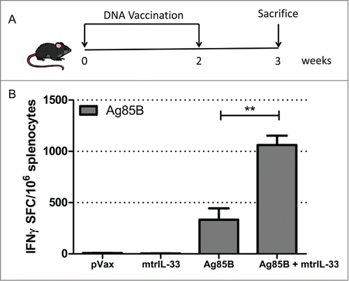 Figure 1. IL-33 enhances TB-specific IFNγ cellular immune responses in immunized mice. (A) Immunization schedule in mice. C57BL/6 mice(n = 4) were immunized twice, with a 2-week interval between immunizations, with 10 µg Ag85B construct with or without 11 µg of IL-33 construct. (B) The total magnitude of IFNγ responses induced by isolated mice splenocytes (n = 4) stimulated ex vivo with Ag85B pooled peptides for 24 hours and measured by IFNγ ELISpot assay. The Data shows the SEM of one experiment repeated at least 2 times. **, P < 0.01