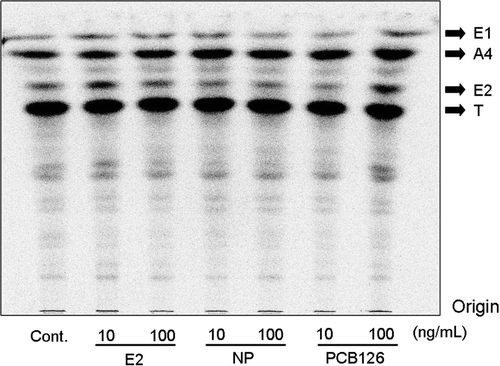 Figure 2.  Autoradiograms of steroid metabolites produced in 0.75 mm redlip mullet oocytes incubated with [3H]17α-hydroxyprogesterone. Steroids were extracted from oocytes and incubation media with dichloromethane. Four metabolites from the extracts were separated by thin-layer chromatography and developed with benzene:acetone (4:1) or benzene:ethyl acetate (4:1).