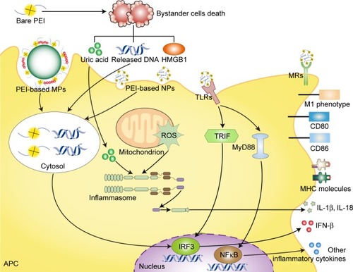 Figure 8 Intrinsic immunoactivation properties of PEI-based vaccines. PEI-based particles bind the PRRs and trigger the NF-κB and IRF3 factors to elicit a series of APCs maturation manifestation. They are also observed to elicit ROS in APCs, generating the “danger signal” by various routes. Besides, PEI-based particles cause the bystander cells death, and release a series of products, including uric acid, released DNA, HMGB1 and others. These materials activate IRF3, inflammasome and other pathways to generate the “danger signals” and APCs maturation.Abbreviations: PEI, polyethylenimine; PRRs, pattern recognition receptors; NF-κB, nuclear factor-κB; IRF3, interferon regulatory factor 3; APCs, antigen-presenting cells; ROS, reactive oxygen species; MPs, microparticles; NPs, nanoparticles; TLRs, Toll-like receptors; MRs, mannose receptors; TRIF, TIR-domain-containing adapter-inducing interferon-β; MyD88, myeloid differentiation primary response gene 88; MHC, major histocompatibility complex; IL, interleukin; IFN, interferon.