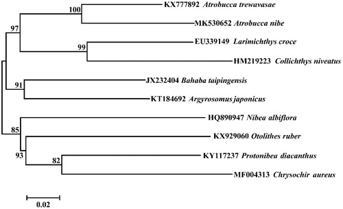 Figure 1. Phylogenetic relationships using NJ algorithm among 10 species of family Sciaenidae based on 12 H-strand mitochondrial protein-coding genes, 22 tRNA and 2 rRNA genes.