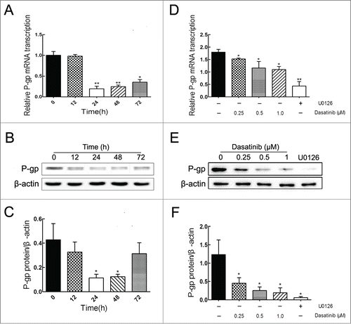 Figure 4. Effects of dasatinib on the mRNA and protein expressions of P-gp in resistant MCF-7/Adr cells. (A, B) Cells were treated with 1.0 μM dasatinib at the indicated time of 0, 12, 24, 48, 72 h, and dasatinib downregulated P-gp in a time-dependent manner before 24 h. (D, E) Cells were treated with 10 μM U0126 and dasatinib at the indicated concentrations of 0, 0.25, 0.5, 1.0 μM for 24 h, and dasatinib downregulated P-gp in a dose-dependent manner. (C, F) The protein expression of P-gp was normalized to β-actin. Each column shows the mean ± SD of 3 independent experiments, performed in triplicate. *P < 0.05 and **P < 0.01, vs. the control group.