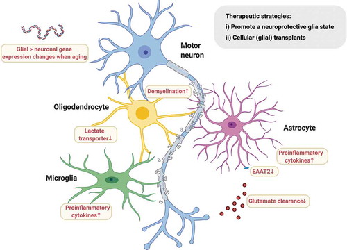 Figure 3. Glial involvement in ALS. Glia exhibit cell autonomous and non-cell autonomous neurodegeneration in ALS. As the disease progresses, astrocytes and microglia likely transition from an initial neuroprotective state to a toxic pro-inflammatory state in ALS with fewer neurotrophic factors and more neurotoxic factors secretion, such as inflammatory cytokines (TNF, IL-1, etc.), prostaglandin D2 PGD2 [Citation120,Citation127]. Reduced expression and activity of the astrocytic glutamate transporter EAAT2 influences motor neuron excitability. Oligodendrocytes fail to support axons of motor neurons through the disruption of lactate transport and normal myelination. Upon aging, glia-specific genes, but not neuron-specific genes, shift strikingly their regional expression patterns. A viable therapeutic approach might be to invoke the neuroprotective capacity of astrocytes or microglia. Similarly, cellular (glial) transplants may be a tractable therapy in ALS by promoting survival of juxtaposed motor neurons. Figure created with BioRender.com