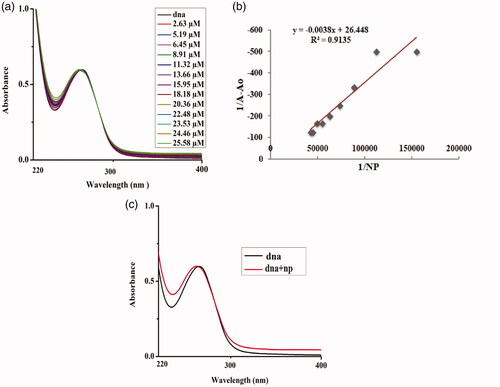 Figure 9. DNA–Ag2O NPs interaction: (a) plot of absorbance versus wavelength (nm); (b) comparative change in absorbance of DNA with addition of NPs; and (c) linear plot for estimation of binding constant.
