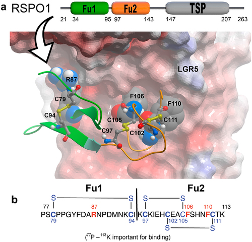 Figure 1. Interactions with the LGR5 ectodomain that informed RSPO1 mimetic design. a) Interactions of the cysteine-rich domain of RSPO1 in the Furin-1 region (amino acids 77–113) of LGR5. Surface and ribbon depictions of residues P77-K113 adapted from X-ray crystal structure PDB accession code 4KNG. Important interacting residues R87, F106 and F110 are shown in space filling. b) the structure of the 37 amino acid contrast agent is shown.