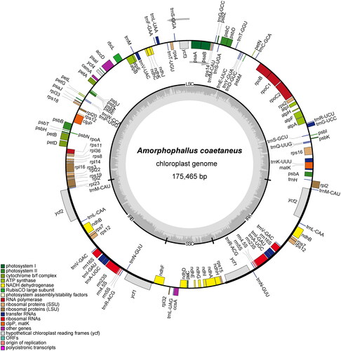 Figure 2. The circular map of the chloroplast genome from A. coaetaneus (OQ404947). genes belonging to diferent functional groups are plotted in the outer circle. The quadripartite structure including LSC, SSC, IRA and IRB is shown. The dark gray in the inner circle indicates GC content of the genome.