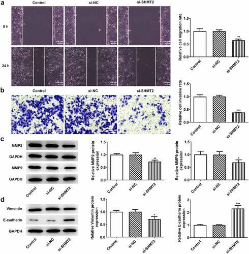 Figure 3. SHMT2 deficiency suppresses the progression of OSCC. (a-b) Wound healing and transwell assays appraised cell migration and invasion. (c) Western blot analysis of MMP2 and MMP9 expression. (d) Western blot analysis of the expression of EMT-related factors. *P < 0.05, **P < 0.01, ***P < 0.001 vs. si-NC.